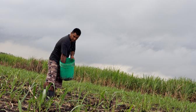 belize farmer spreading fertilizer