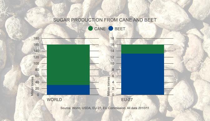 Sugar Beet